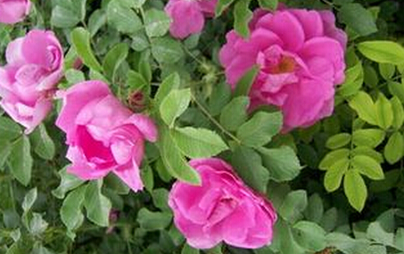 1631972414120421.jpg 1631972414120421.jpg