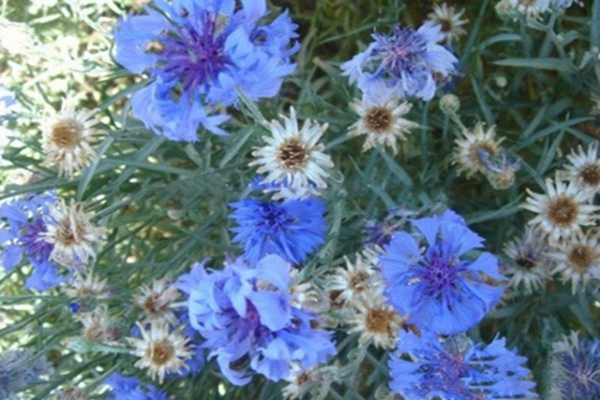 1632032011677134.jpg 1632032011677134.jpg