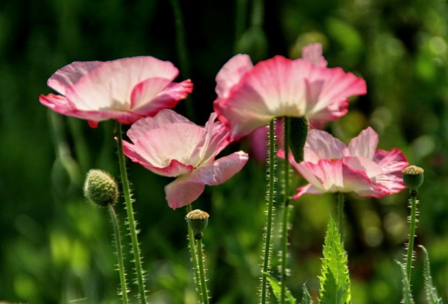 1632265175944447.jpg 1632265175944447.jpg