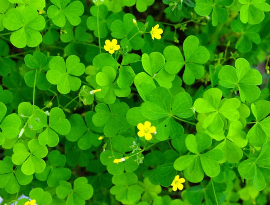 1632268468932155.jpg image.jpg