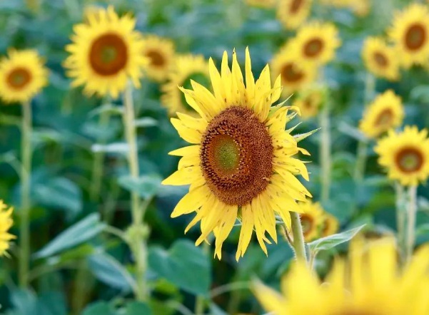 1632271932472056.jpg image.jpg