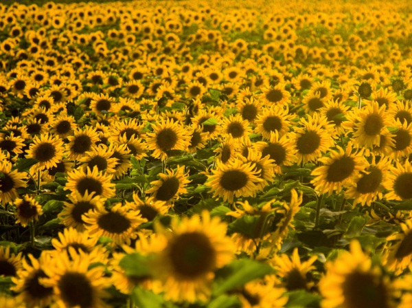 1632273039179326.jpg image.jpg