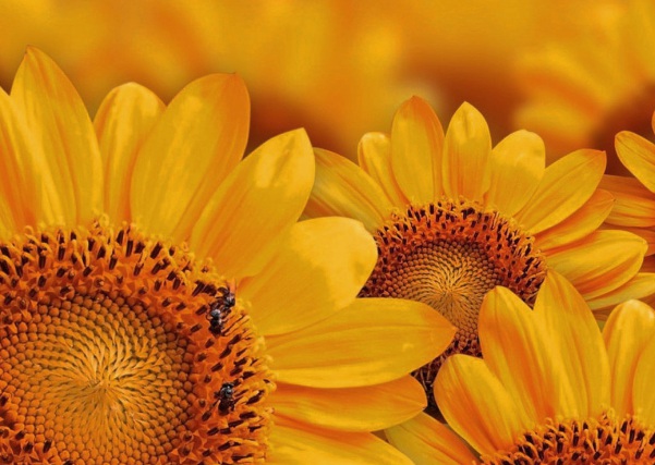 1632273055532273.jpg image.jpg