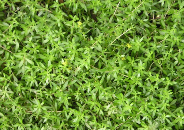 1632274174344481.jpg image.jpg