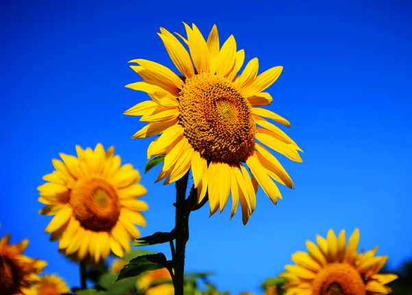 1632274875138579.jpg image.jpg