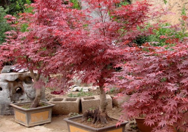 1632275402436414.jpg 1632275402436414.jpg