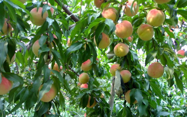 1632281402421927.jpg 1632281402421927.jpg