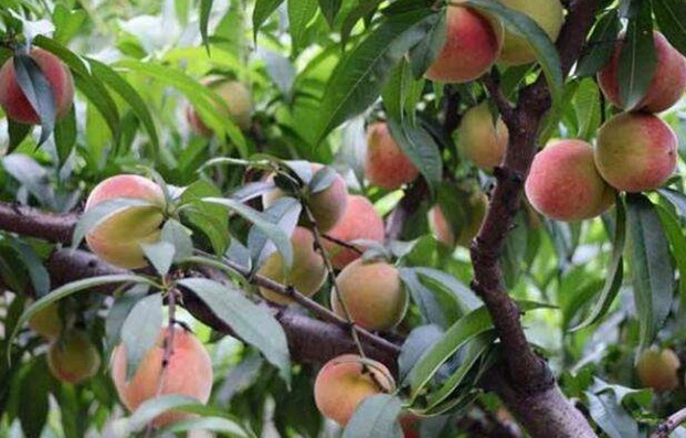 1632281411336223.jpg 1632281411336223.jpg