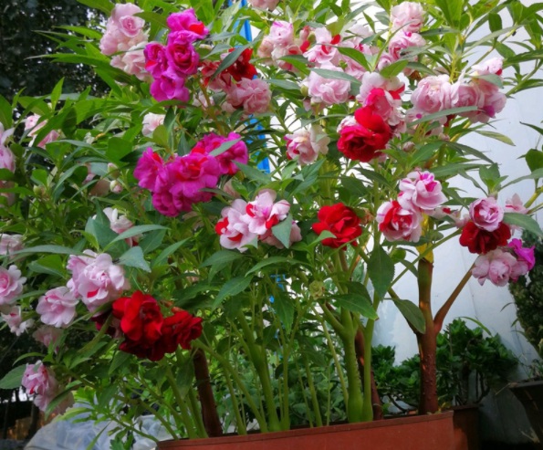 1632285489137601.jpg image.jpg