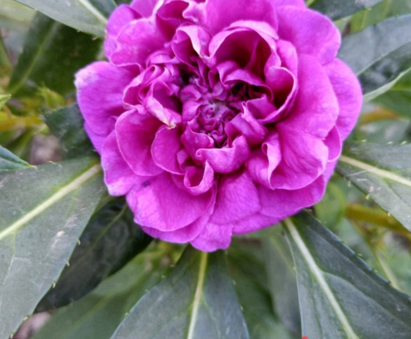 1632285515637269.jpg image.jpg