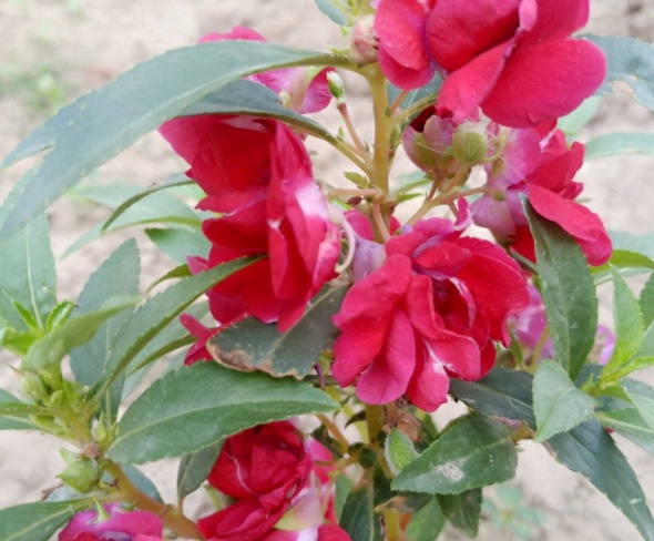 1632285536671669.jpg image.jpg