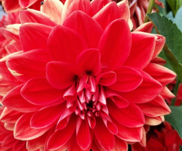 1632286154295019.jpg image.jpg