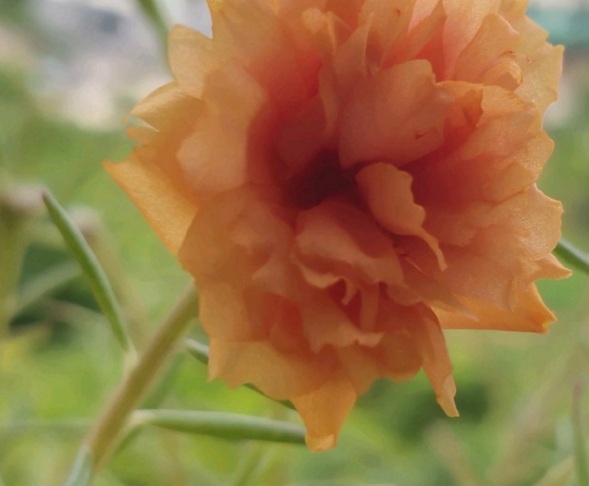 1632286325357343.jpg image.jpg