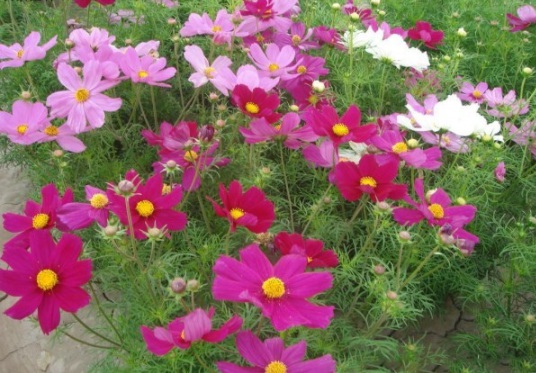 1632286406500354.jpg image.jpg