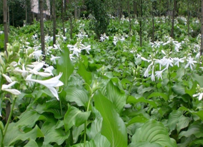 1632286770748895.jpg 玉簪111.jpg