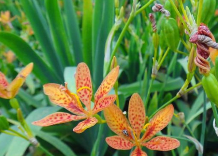 1632286793287778.jpg 射干222.jpg