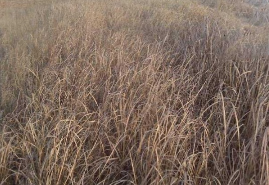 1632287569789425.jpg image.jpg