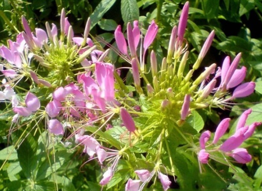 1632289856647945.jpg image.jpg