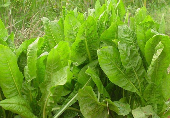 1632289948931775.jpg image.jpg