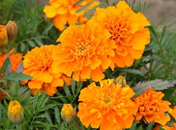 1632290429757568.jpg image.jpg