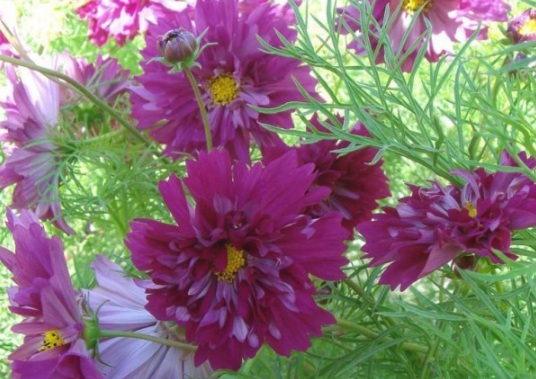 1632293694511929.jpg image.jpg