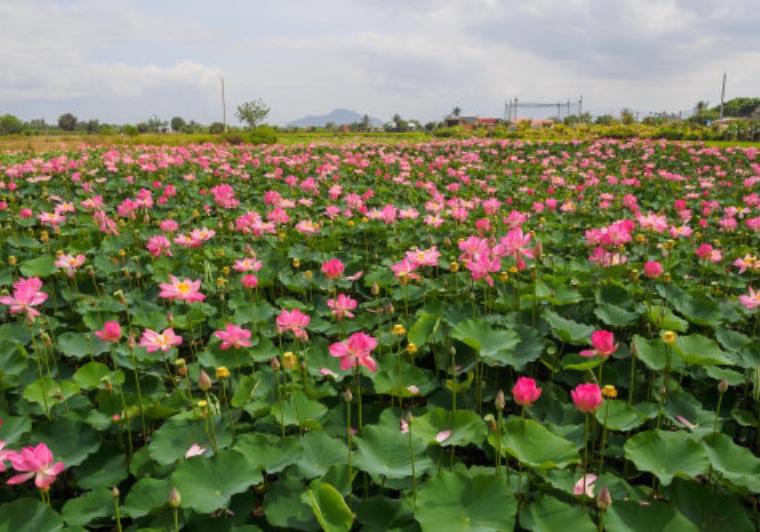 1632293978695519.jpg 1632293978695519.jpg