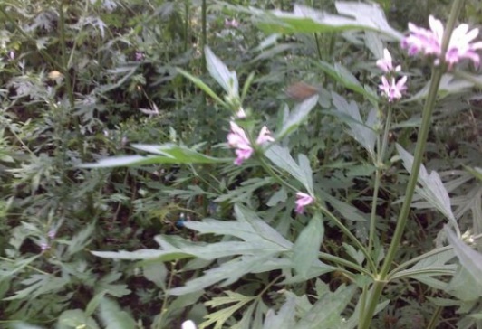 1632294450294462.jpg image.jpg