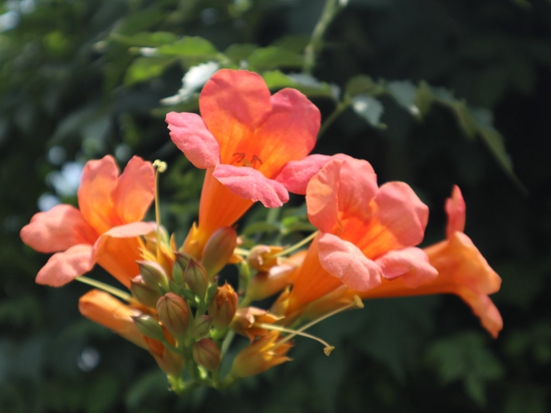 1611219105854473.jpg IMG_4609.jpg