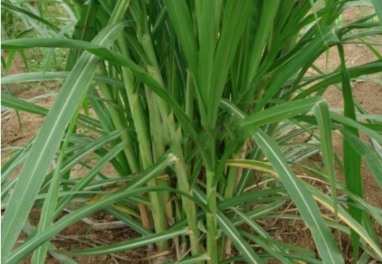 1632364462263448.jpg image.jpg