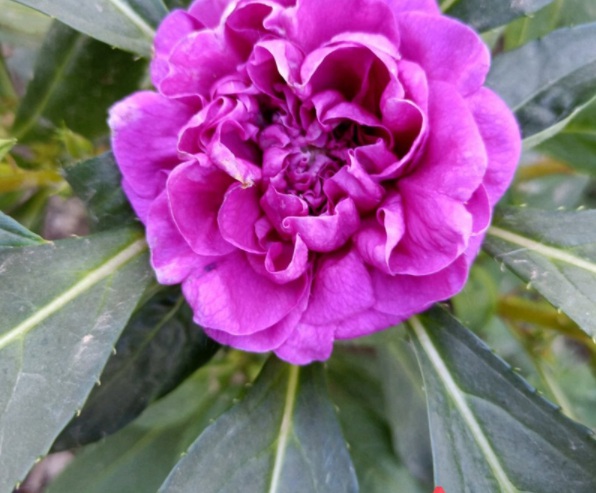 1632364676454400.jpg image.jpg