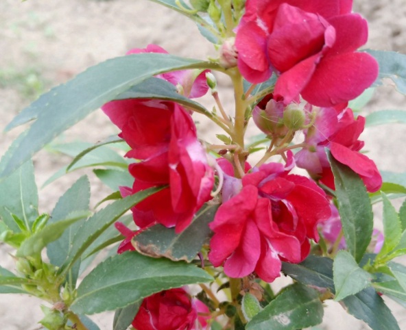 1632365009463846.jpg image.jpg