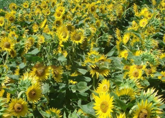 1632366817275730.jpg image.jpg