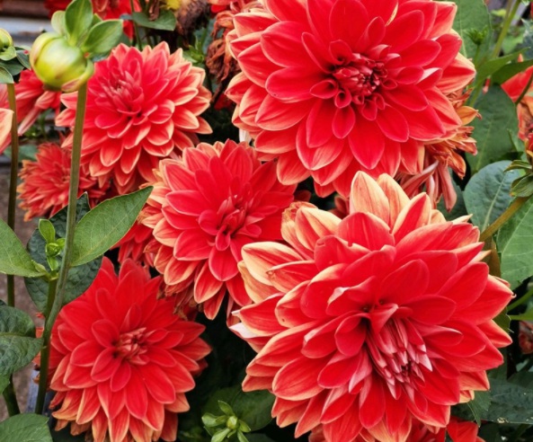 1632367276525140.jpg image.jpg