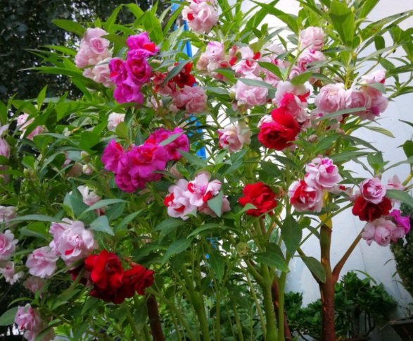 1632367332815028.jpg image.jpg