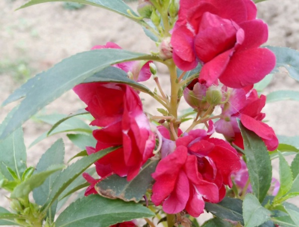 1632367370549951.jpg image.jpg