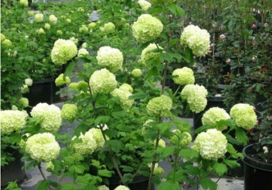 1632377713854023.jpg image.jpg