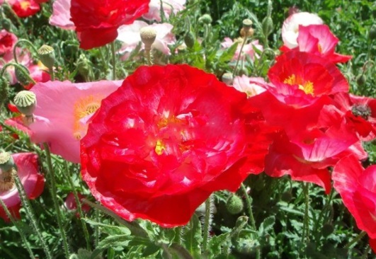 1632377828773648.jpg image.jpg