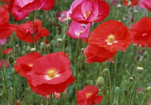 1632377837753382.jpg image.jpg