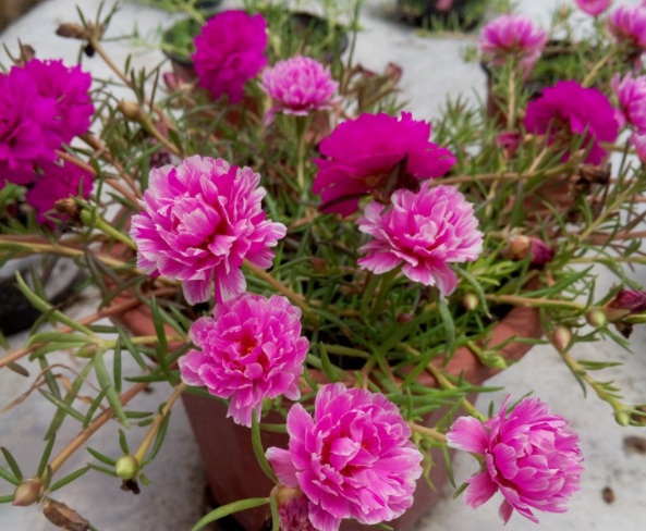 1632378917389593.jpg image.jpg