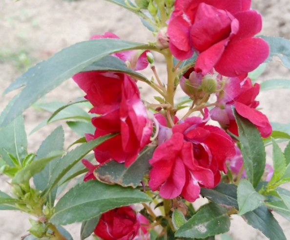 1632379430879910.jpg image.jpg