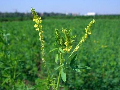 1632396399641321.jpg 1632396399641321.jpg