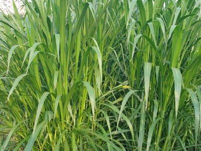 1632398415216997.jpg 1632398415216997.jpg