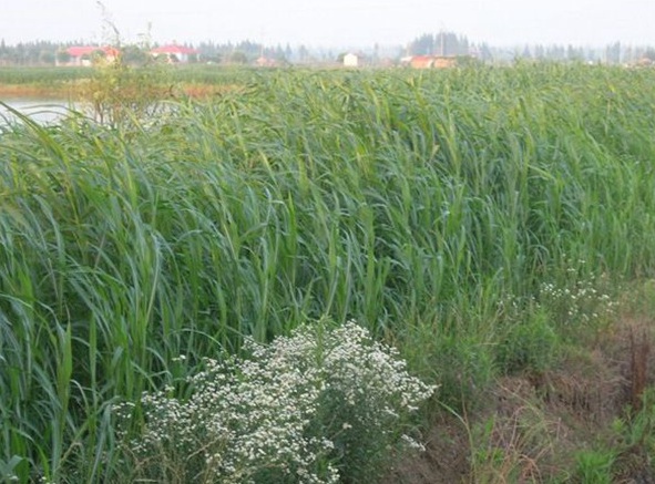 1632444289566823.jpg image.jpg