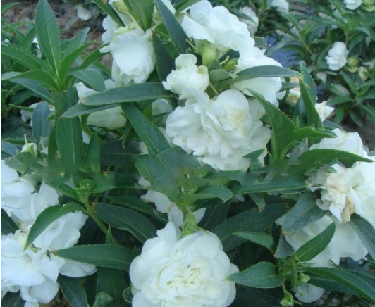 1632450608724406.jpg image.jpg