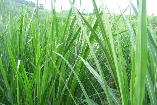 1632452990844405.jpg 1632452990844405.jpg