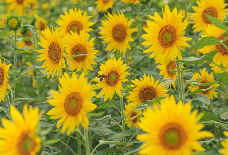 1632470365823504.jpg 1632470365823504.jpg