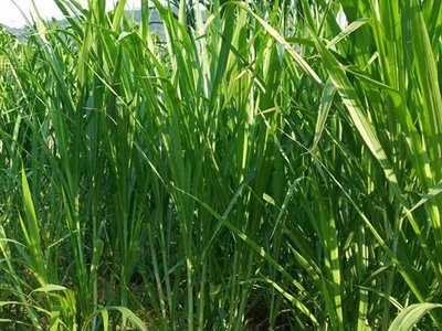 1632485033555274.jpg 1632485033555274.jpg