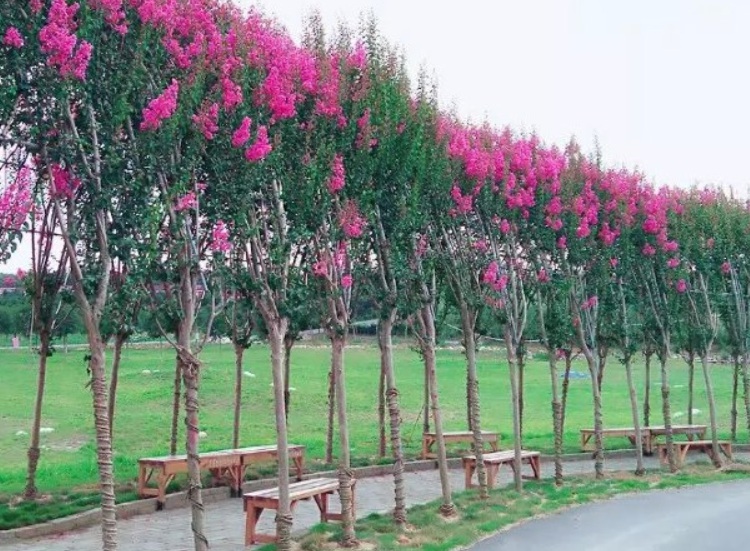 1632548550509100.jpg 紫薇1.jpg