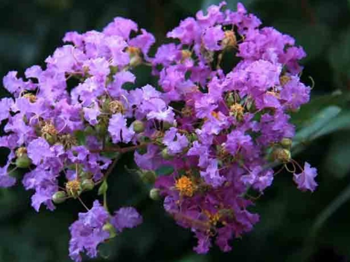 1632548586303346.jpg 紫薇3.jpg