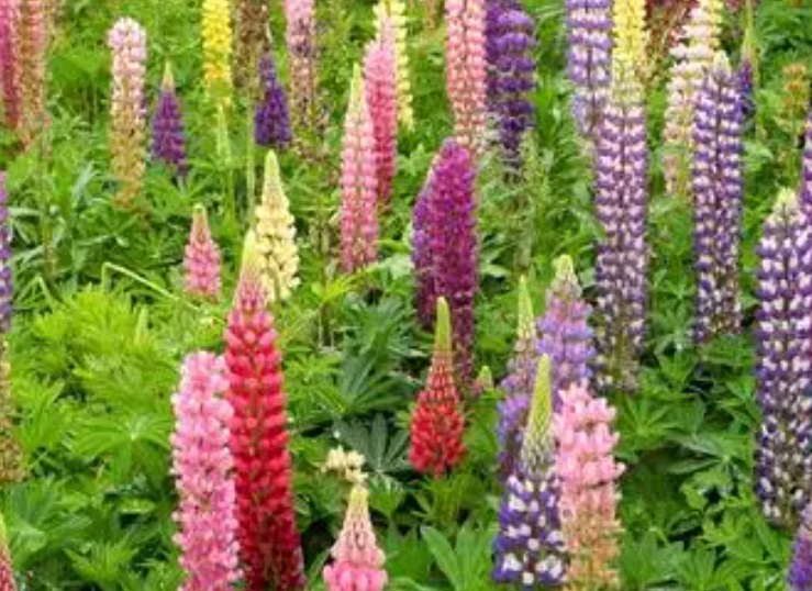 1632549090468226.jpg 魯冰花2.jpg